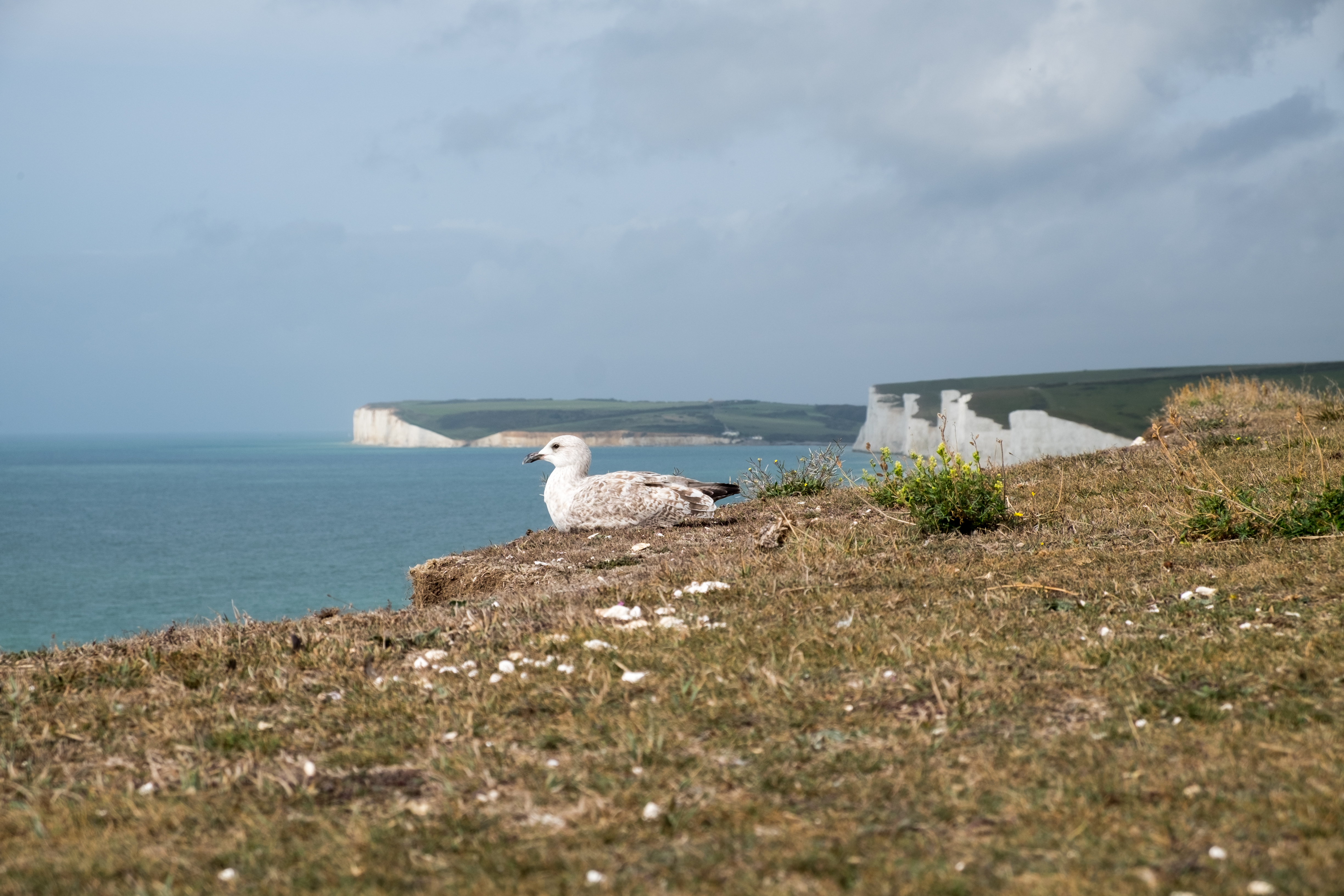 Birling Gap and the Seven Sisters-7207